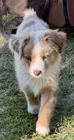 Yoda, a male Miniature Australian Shepherd for sale in Aspen, CO – 2 of 3