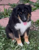 Bronson, a male Miniature Australian Shepherd for sale in Aspen, CO – 1 of 7