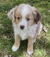 Yoda, a male Miniature Australian Shepherd for sale in Aspen, CO – 3 of 3