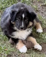 Bronson, a male Miniature Australian Shepherd for sale in Aspen, CO – 1 of 4