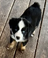 Blaze , a female Miniature Australian Shepherd for sale in Aspen, CO – 4 of 6