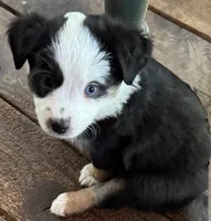Heart, a female Miniature Australian Shepherd for sale in Aspen, CO – 3 of 4
