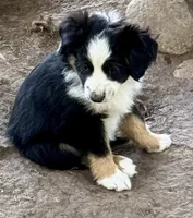 Diamond, a female Miniature Australian Shepherd for sale in Aspen, CO – 3 of 3