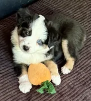 Heart, a female Miniature Australian Shepherd for sale in Aspen, CO – 2 of 4