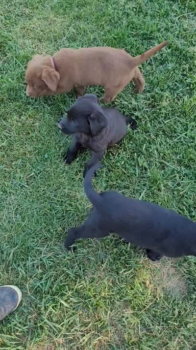 Girl #1, a female Labrador Retriever for sale in Lebanon, VA – 4 of 4