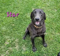 Choc boy, a male Labrador Retriever for sale in Lebanon, VA – 3 of 4