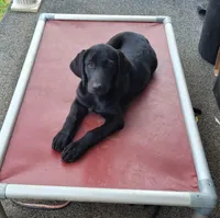 Abby, a female Labrador Retriever for sale in Lebanon, VA – 5 of 7
