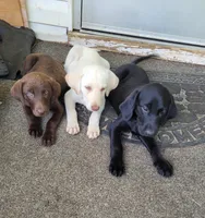Meg. Yellow girl, a female Labrador Retriever for sale in Lebanon, VA – 7 of 8