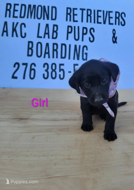 Black girl 2 – Labrador Retriever puppy for sale in Lebanon, VA