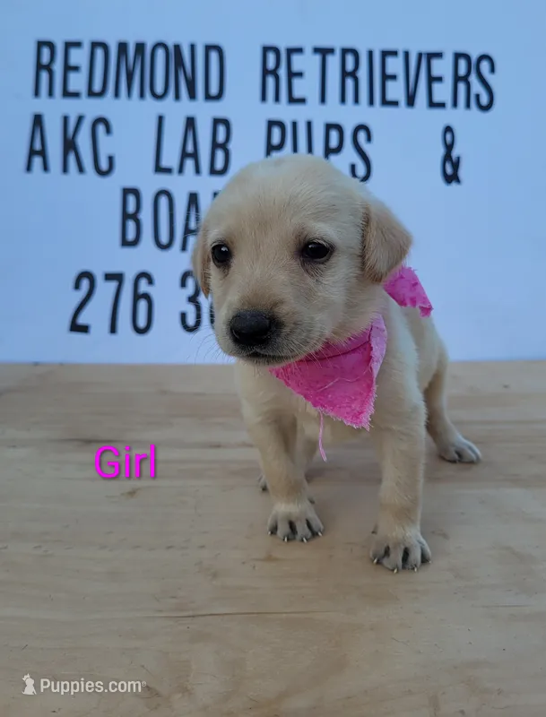 Yellow girl 1 – Labrador Retriever puppy for sale in Lebanon, VA