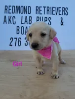 Yellow girl 1, a female Labrador Retriever for sale in Lebanon, VA – 1 of 2