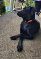 Choc boy, a male Labrador Retriever for sale in Lebanon, VA – 4 of 4
