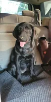 Abby, a female Labrador Retriever for sale in Lebanon, VA – 6 of 7