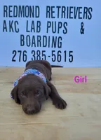Choc girl 2, a female Labrador Retriever for sale in Lebanon, VA – 2 of 2