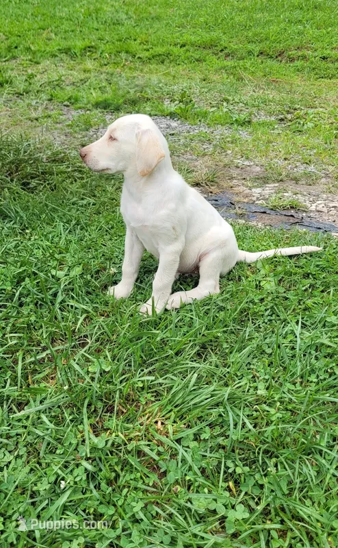 Meg. Yellow girl – Labrador Retriever puppy for sale in Lebanon, VA