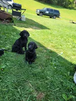 Itty bitty, a female Labrador Retriever for sale in Lebanon, VA – 4 of 6