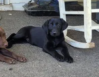 Abby, a female Labrador Retriever for sale in Lebanon, VA – 2 of 7