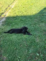 Itty bitty, a female Labrador Retriever for sale in Lebanon, VA – 5 of 6