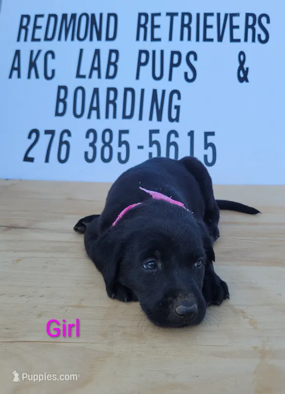 Black girl 1 – Labrador Retriever puppy for sale in Lebanon, VA