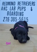 Black girl 1, a female Labrador Retriever for sale in Lebanon, VA – 1 of 1