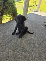 Itty bitty, a female Labrador Retriever for sale in Lebanon, VA – 2 of 6