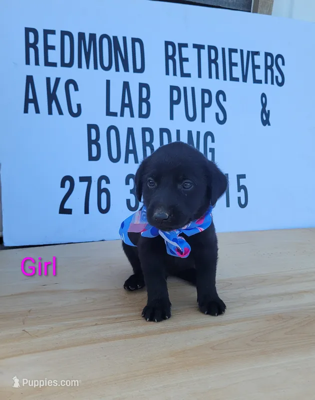 Black girl 3 – Labrador Retriever puppy for sale in Lebanon, VA