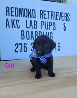 Black girl 3, a female Labrador Retriever for sale in Lebanon, VA – 1 of 1