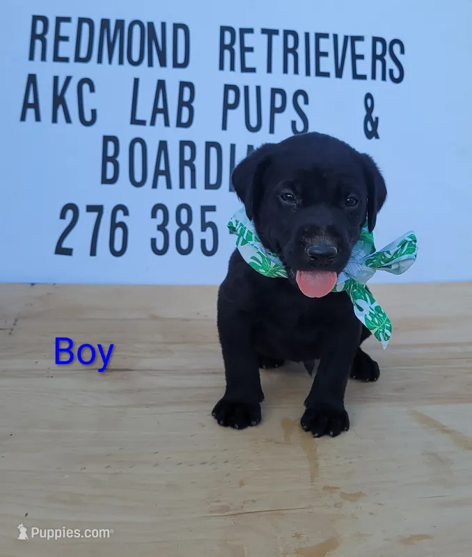 Black boy – Labrador Retriever puppy for sale in Lebanon, VA