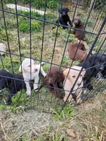Choc girl 1, a female Labrador Retriever for sale in Lebanon, VA – 2 of 2