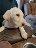 Meg. Yellow girl, a female Labrador Retriever for sale in Lebanon, VA – 5 of 8