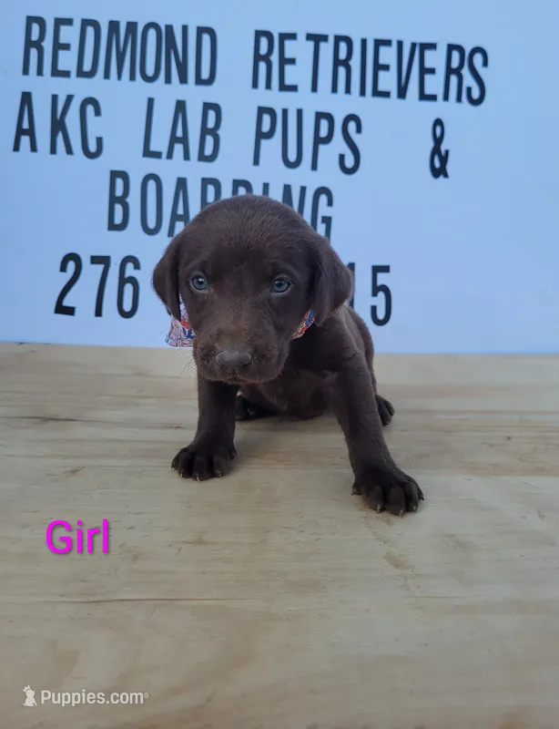 Choc girl 2 – Labrador Retriever puppy for sale in Lebanon, VA