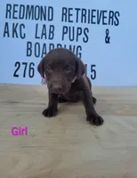 Choc girl 2, a female Labrador Retriever for sale in Lebanon, VA – 1 of 2
