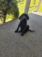 Itty bitty, a female Labrador Retriever for sale in Lebanon, VA – 3 of 6