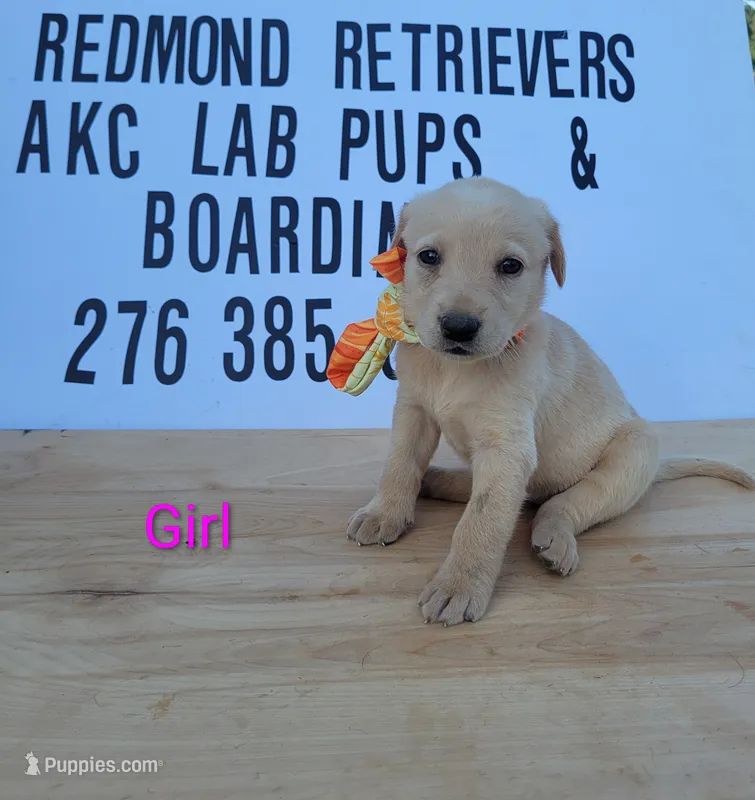 Yellow girl 3 – Labrador Retriever puppy for sale in Lebanon, VA