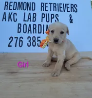 Yellow girl 3, a female Labrador Retriever for sale in Lebanon, VA – 1 of 1