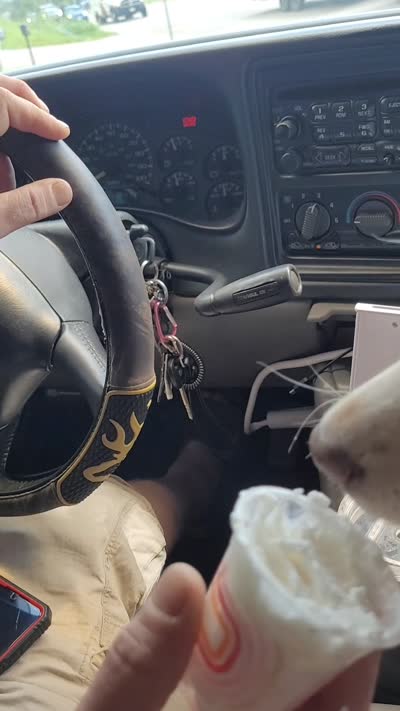 Meg. Yellow girl, a female Labrador Retriever for sale in Lebanon, VA – 8 of 8