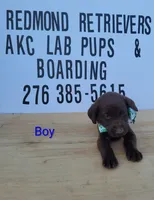 Choc boy, a male Labrador Retriever for sale in Lebanon, VA – 2 of 4
