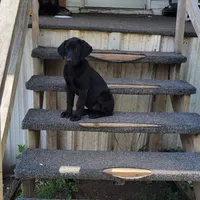 Abby, a female Labrador Retriever for sale in Lebanon, VA – 4 of 7