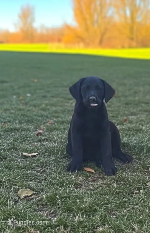 Girl #2 – Labrador Retriever puppy for sale in Lebanon, VA