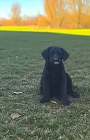 Girl #2, a female Labrador Retriever for sale in Lebanon, VA – 1 of 2