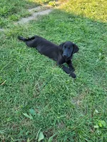 Itty bitty, a female Labrador Retriever for sale in Lebanon, VA – 6 of 6