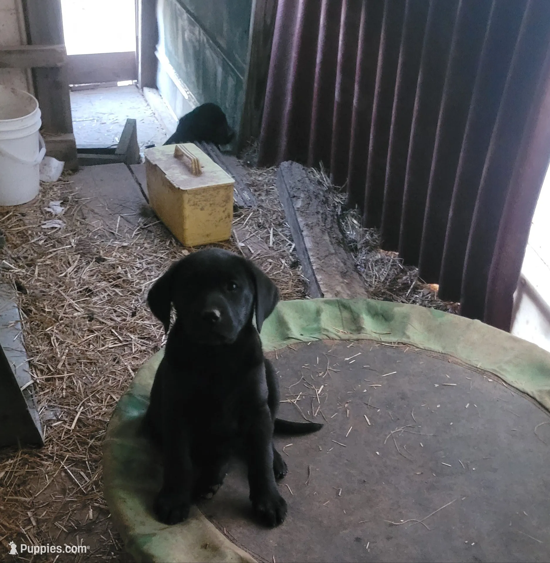 Girl #2, a female Labrador Retriever for sale in Lebanon, VA – 2 of 2