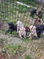 Yellow girl 1, a female Labrador Retriever for sale in Lebanon, VA – 2 of 2