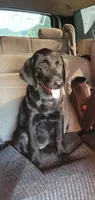 Abby, a female Labrador Retriever for sale in Lebanon, VA – 7 of 7