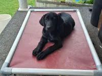 Abby, a female Labrador Retriever for sale in Lebanon, VA – 3 of 7