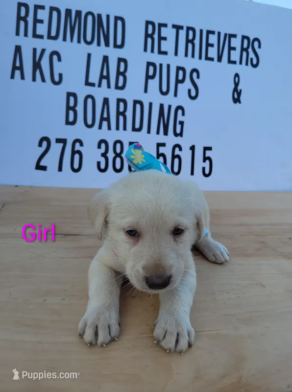 Yellow girl 2 – Labrador Retriever puppy for sale in Lebanon, VA