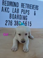 Yellow girl 2, a female Labrador Retriever for sale in Lebanon, VA – 1 of 1