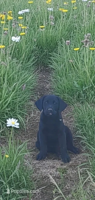 Girl #1 – Labrador Retriever puppy for sale in Lebanon, VA