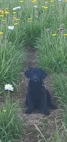 Girl #1, a female Labrador Retriever for sale in Lebanon, VA – 1 of 4