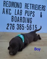Choc boy, a male Labrador Retriever for sale in Lebanon, VA – 1 of 4
